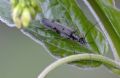 Oedemera annulata